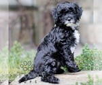 Small #2 Cavapoo (Miniature)