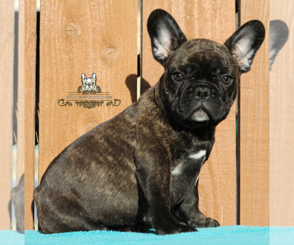 Medium Photo #4 French Bulldog Puppy For Sale in OJAI, CA, USA