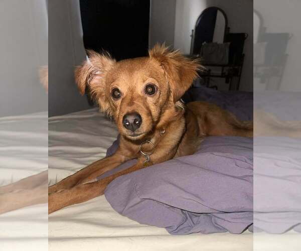 Medium Photo #5 Chihuahua-Unknown Mix Puppy For Sale in New York, NY, USA