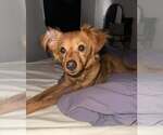 Small #4 Chihuahua Mix