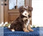 Small #3 Bernedoodle (Miniature)