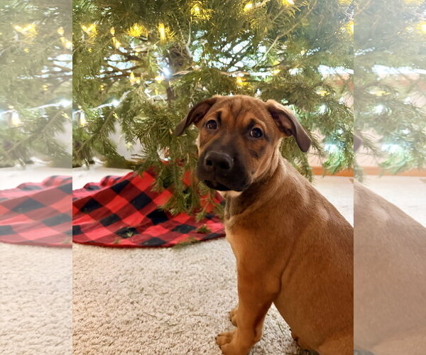 Medium Photo #11 Colonial Cocker Spaniel-Labrador Retriever Mix Puppy For Sale in St. Louis Park, MN, USA