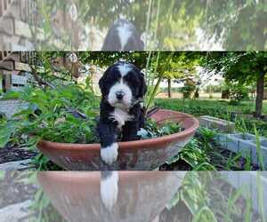 Bernedoodle Puppy for sale in ADRIAN, MI, USA