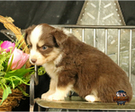 Small Photo #15 Miniature Australian Shepherd Puppy For Sale in GRANBURY, TX, USA