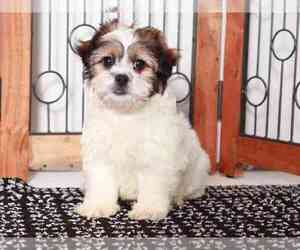 Zuchon Puppy for sale in NAPLES, FL, USA