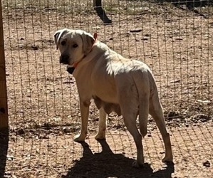 Mother of the Labrador Retriever puppies born on 08/26/2025