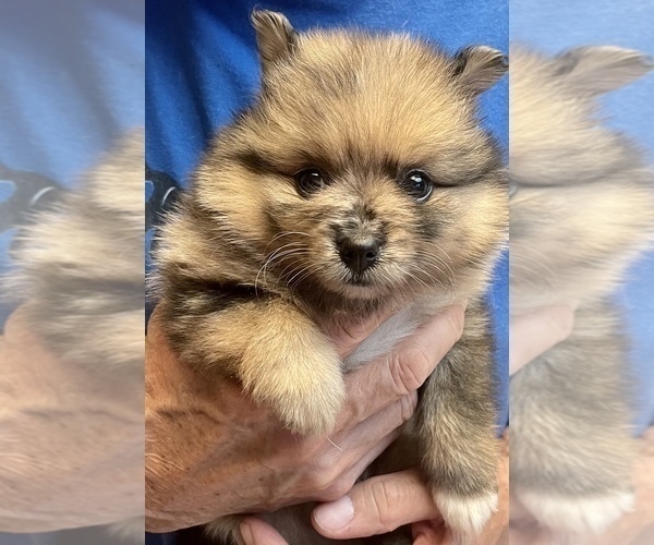 Medium Photo #1 Pomeranian Puppy For Sale in BRADENTON, FL, USA
