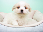 Small Photo #4 -Shih Tzu Mix Puppy For Sale in LA MIRADA, CA, USA