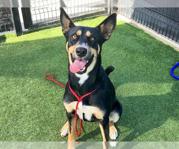 Medium Photo #2 German Shepherd Dog-Unknown Mix Puppy For Sale in Orange, CA, USA