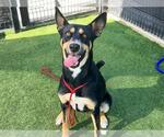 Small #1 German Shepherd Dog Mix
