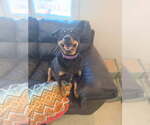 Small #2 Australian Kelpie-Rottweiler Mix
