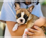 Small Photo #21 French Bulldog Puppy For Sale in FREMONT, CA, USA