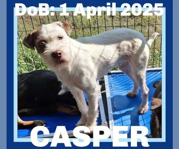 Medium Photo #5 Mutt Puppy For Sale in Sebec, ME, USA