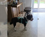 Maggee - Female Aussiedoodle Miniature  Dog for Adoption - Small photo