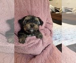 Small Photo #19 Yorkshire Terrier Puppy For Sale in RHOADESVILLE, VA, USA