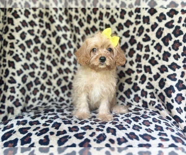 Medium Photo #1 Cavapoo Puppy For Sale in LAKELAND, FL, USA