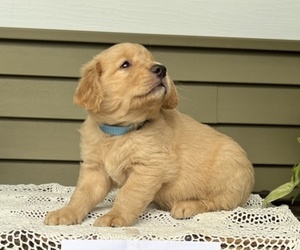 Golden Retriever Puppy for sale in WILLARD, WI, USA
