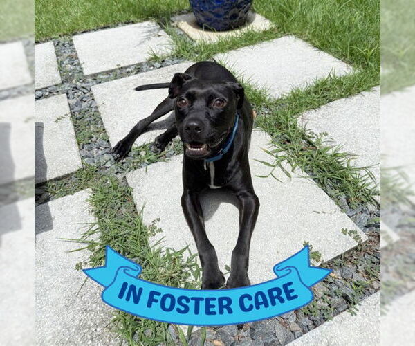 Medium Photo #1 American Staffordshire Terrier-Unknown Mix Puppy For Sale in Tallahassee, FL, USA