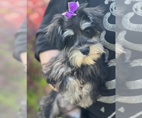 Medium Photo #1 Schnauzer (Miniature) Puppy For Sale in JEFFERSON, OR, USA
