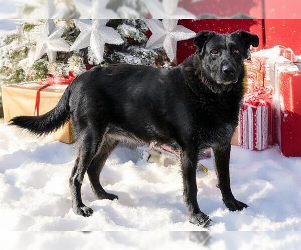 Medium Photo #2 Labrador Retriever Puppy For Sale in West Valley, UT, USA