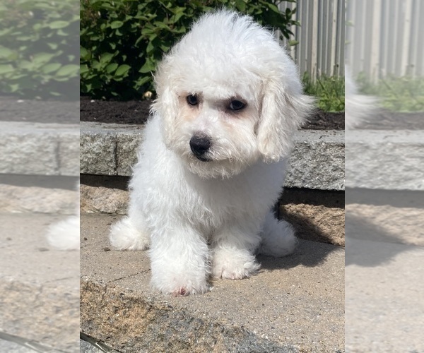 Medium Photo #4 Bichon Frise Puppy For Sale in CANOGA, NY, USA