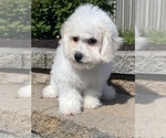 Small #3 Bichon Frise