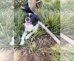 Small #1 Cavalier King Charles Spaniel-English Springer Spaniel Mix