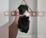 Small #13 Shih Tzu