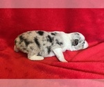 Small #5 Miniature Australian Shepherd