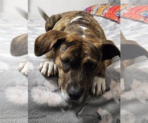 Boxer-Staffordshire Bull Terrier Mix Dogs for adoption in San Diego, CA, USA