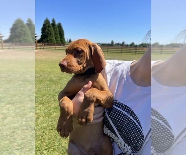 Medium Photo #5 Vizsla Puppy For Sale in CANBY, OR, USA