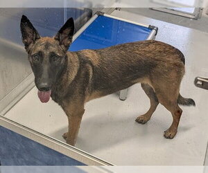 Mutt Dogs for adoption in Rowlett, TX, USA