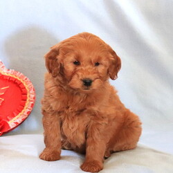 Goldendoodle (Miniature) Puppy for sale in GAP, PA, USA
