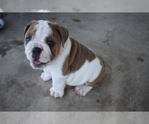 English Bulldog Puppy for sale in LA VERNIA, TX, USA