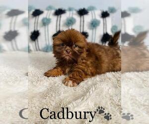 Shih Tzu Puppy for sale in ALGOOD, TN, USA
