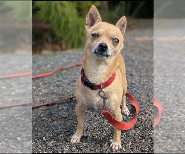 Medium Photo #3 Chihuahua Puppy For Sale in Brewster, NY, USA