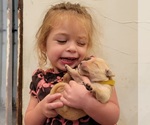 Small Photo #7 Golden Retriever Puppy For Sale in CHINO HILLS, CA, USA