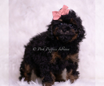 Small Photo #13 Poodle (Toy) Puppy For Sale in WARSAW, IN, USA