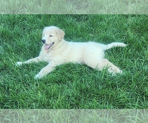 Goberian Puppy for sale in JOHNSTOWN, CO, USA