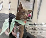 Small #2 Chihuahua Mix