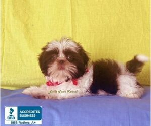 Shih Tzu Puppy for sale in WINNSBORO, LA, USA