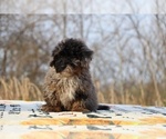 Small #49 ShihPoo