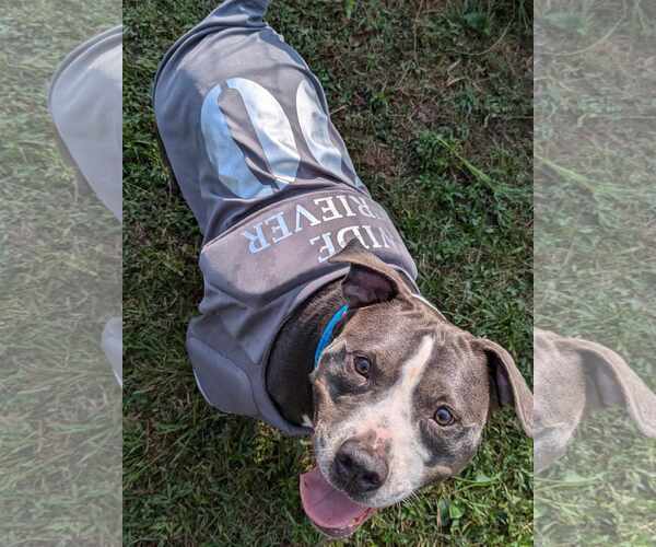 Medium Photo #14 American Staffordshire Terrier Puppy For Sale in Calhoun, GA, USA