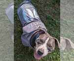Small #13 American Staffordshire Terrier