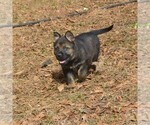 Small #1 German Shepherd Dog
