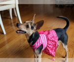 Small #1 Chihuahua Mix