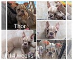 Small Photo #86 French Bulldog Puppy For Sale in MCKINLEYVILLE, CA, USA