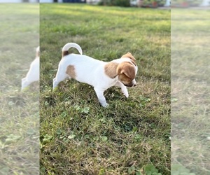 Jack Chi Puppy for sale in WHITELAND, IN, USA