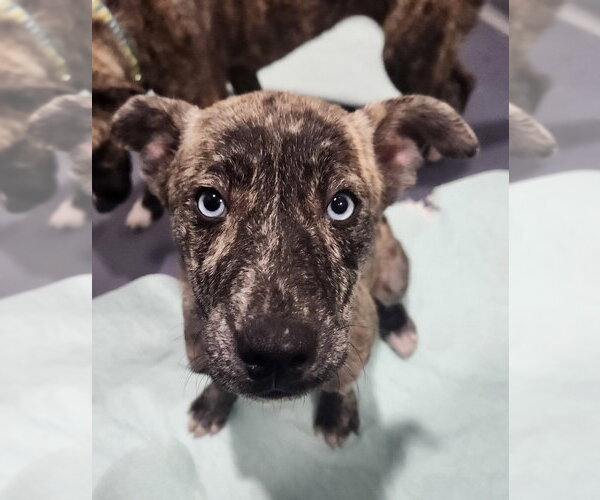 Medium Photo #1 Catahoula Leopard Dog Puppy For Sale in Walnutport, PA, USA