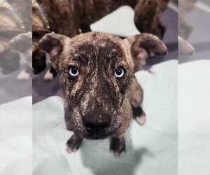 Catahoula Leopard Dog Dogs for adoption in Walnutport, PA, USA